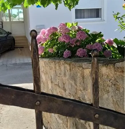 Mimosa *