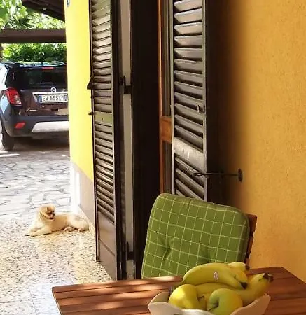 Mimosa * أوماغ